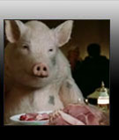 Pigs