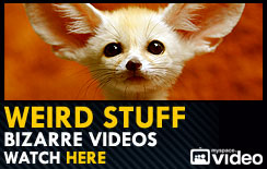 Weird Videos