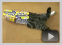 Katze in der Kiste