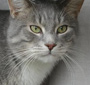 Talking Cat